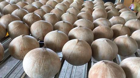 Dried Coconut For Export